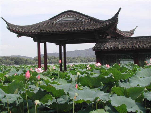 Lotus in Hangzhou
