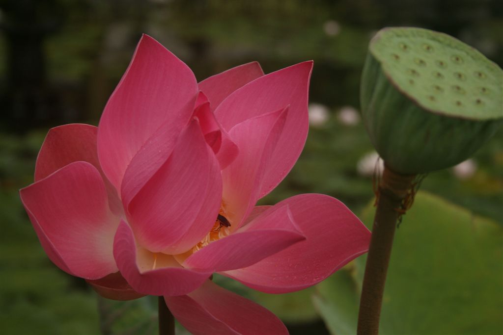 Lotus flower from Bali